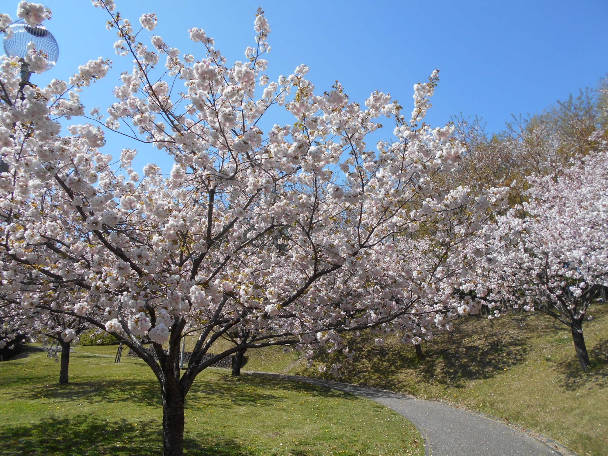 桜見の丘の満開となった八重桜です。
