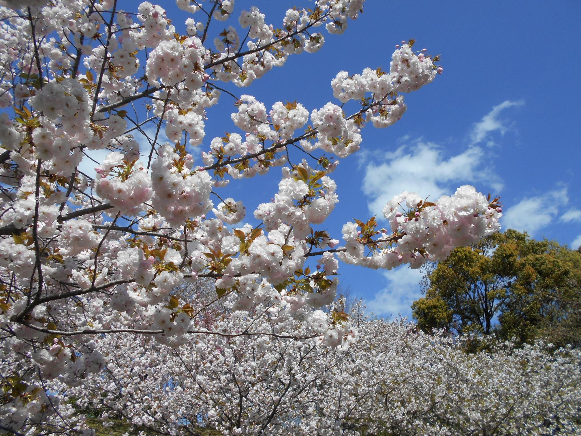 桜見の丘の八重桜が満開となっています。一部つぼみの状態の木がありますが、全体として見ても見ごたえがあります。