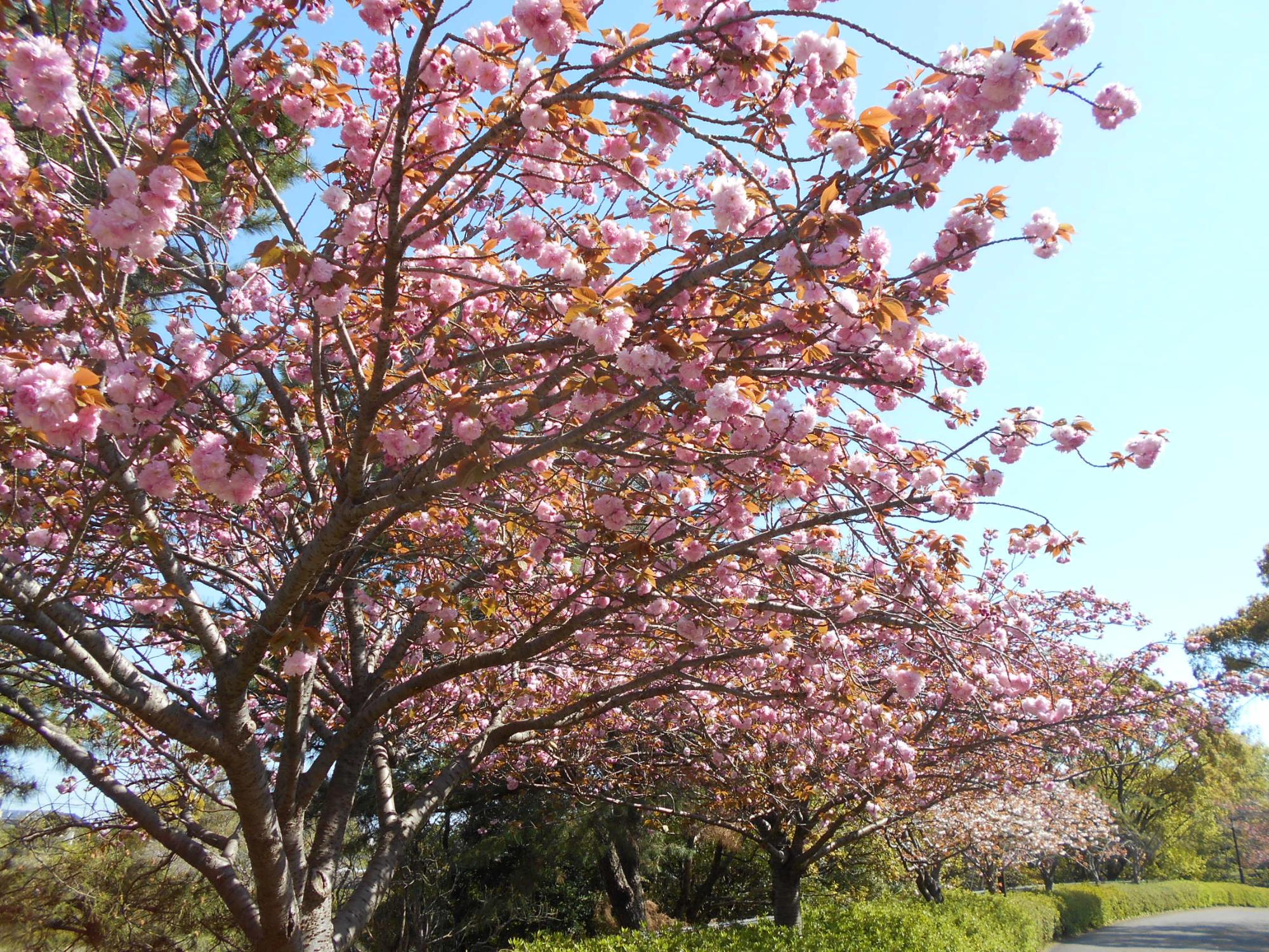 プール東側園路沿いの八重桜です。7分～8分咲きというところです。