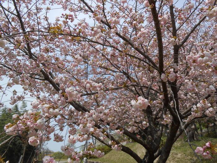 五分咲きの八重桜の写真