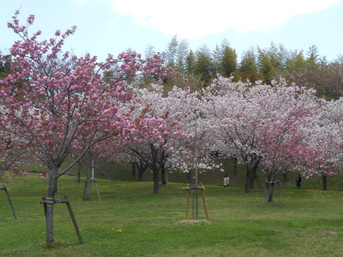 七分咲きの八重桜の写真
