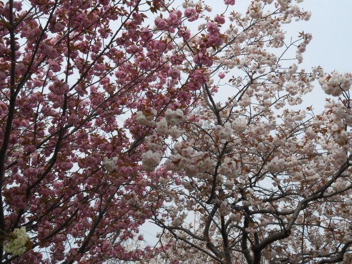 満開の八重桜の写真