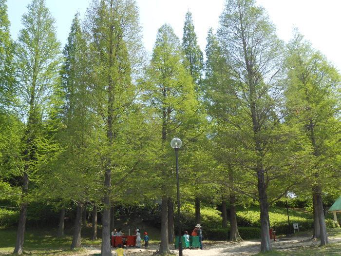 公園内の若葉が目立つ立木の写真