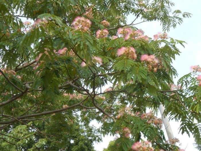 ねむの木の花の写真