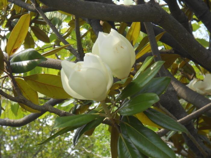 タイサンボクの花