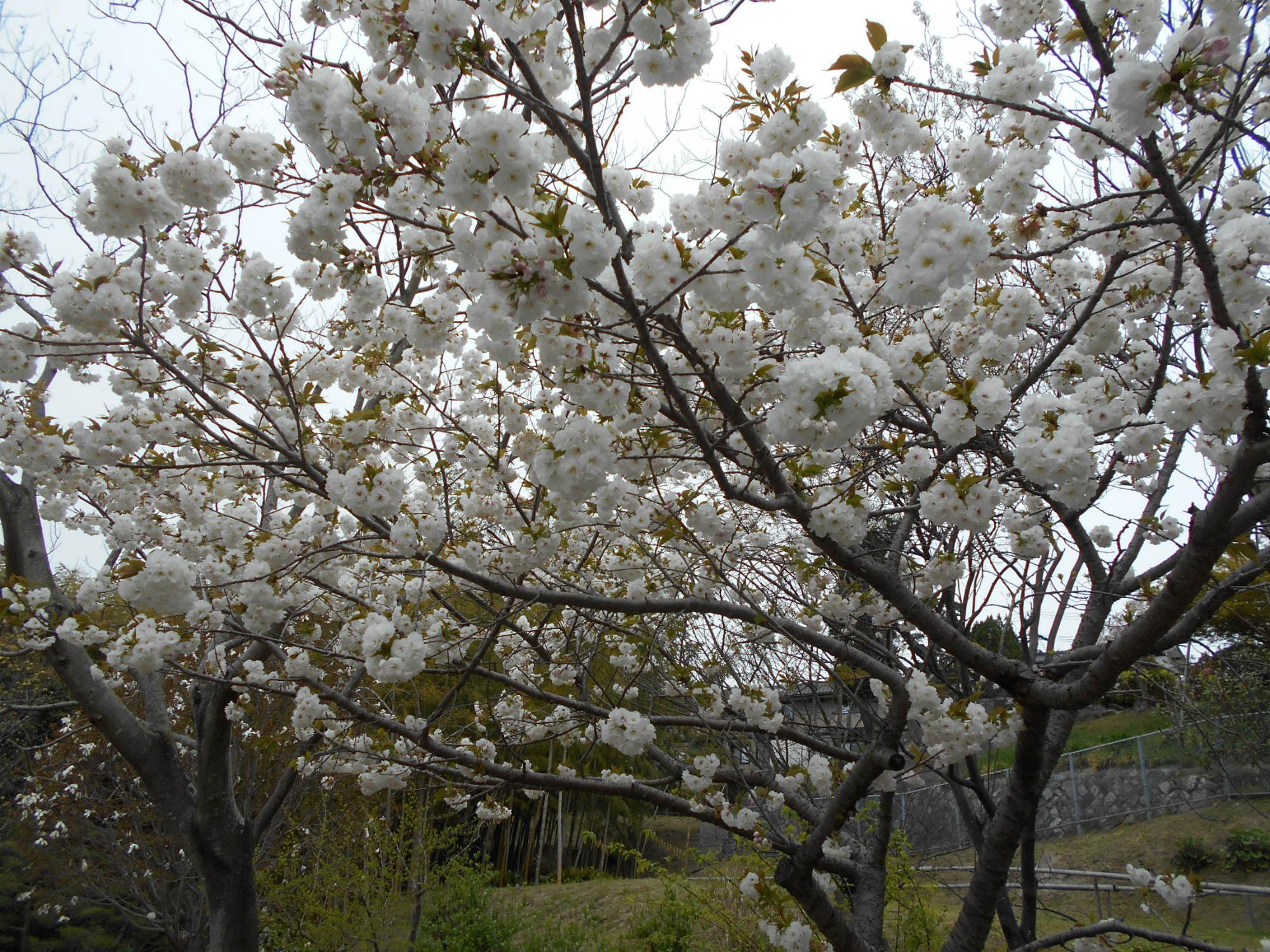 八重桜「咲耶姫」