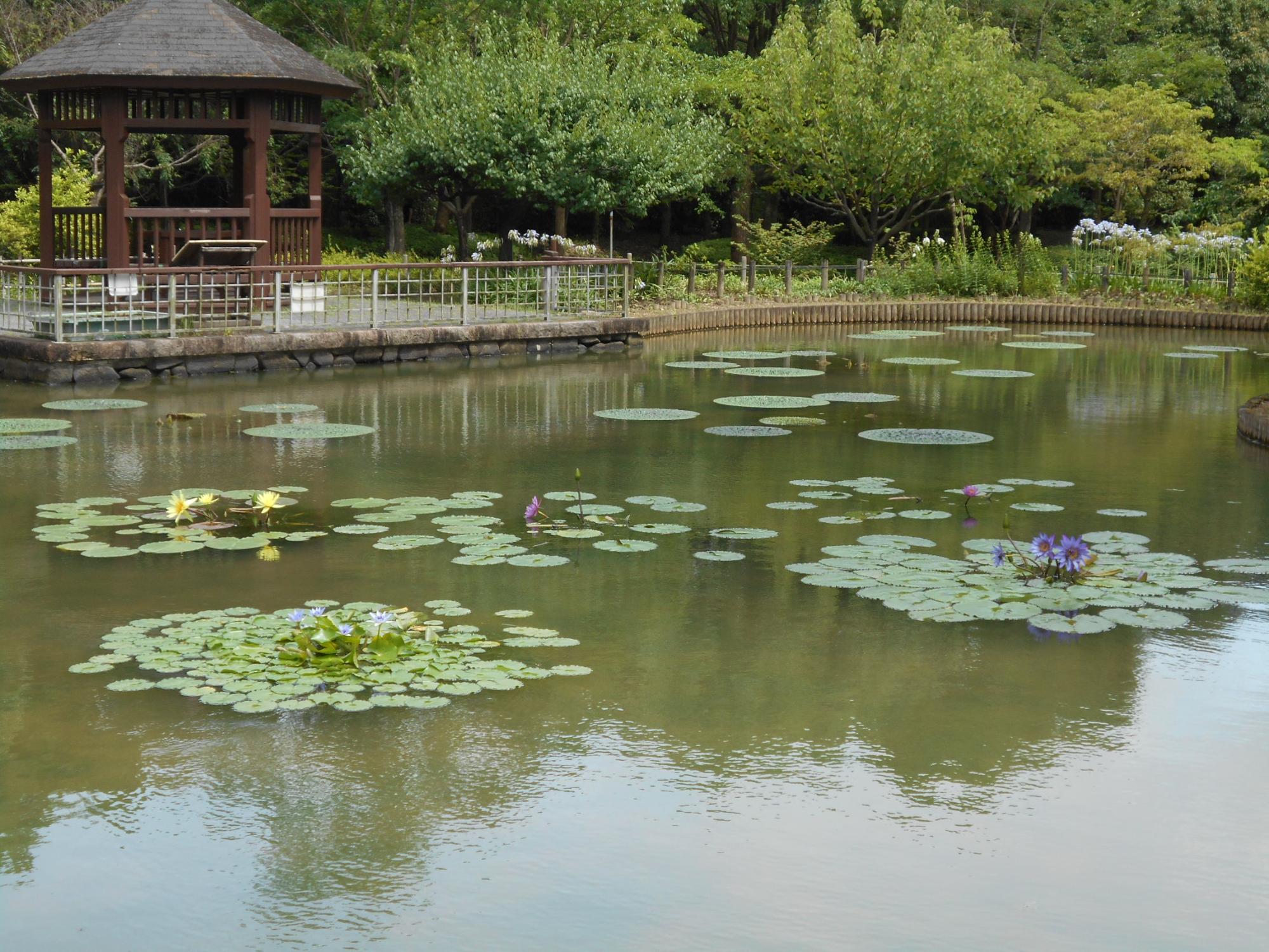 オニバス池では熱帯スイレンの花が咲いています。花は、9月頃まで長く楽しめますよ。
