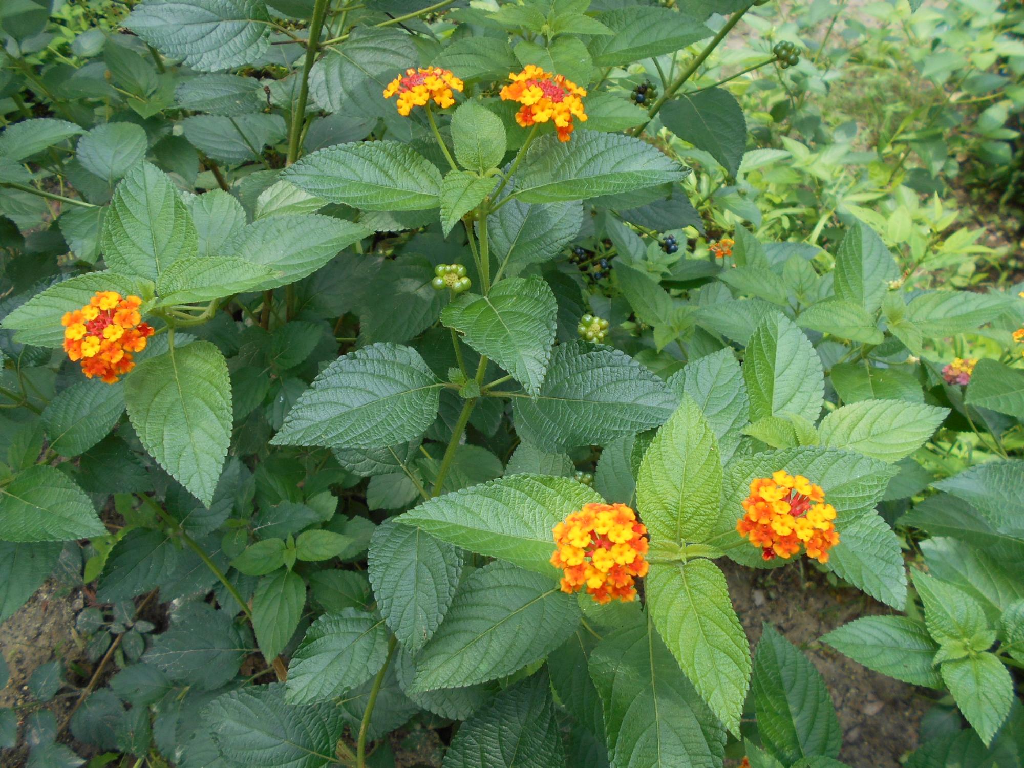 同じくオレンジの花色のランタナです。花には多くのチョウが集まることでも知られています。