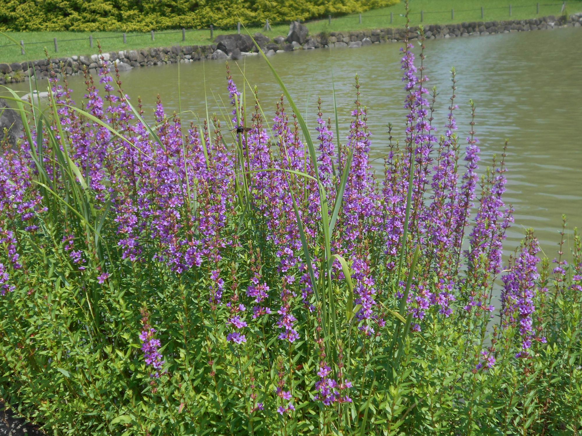大池のほとりに咲くミソハギは、湿原や小川、用水路の縁などに多く見られる多年草で、開花期は、7月から9月です。