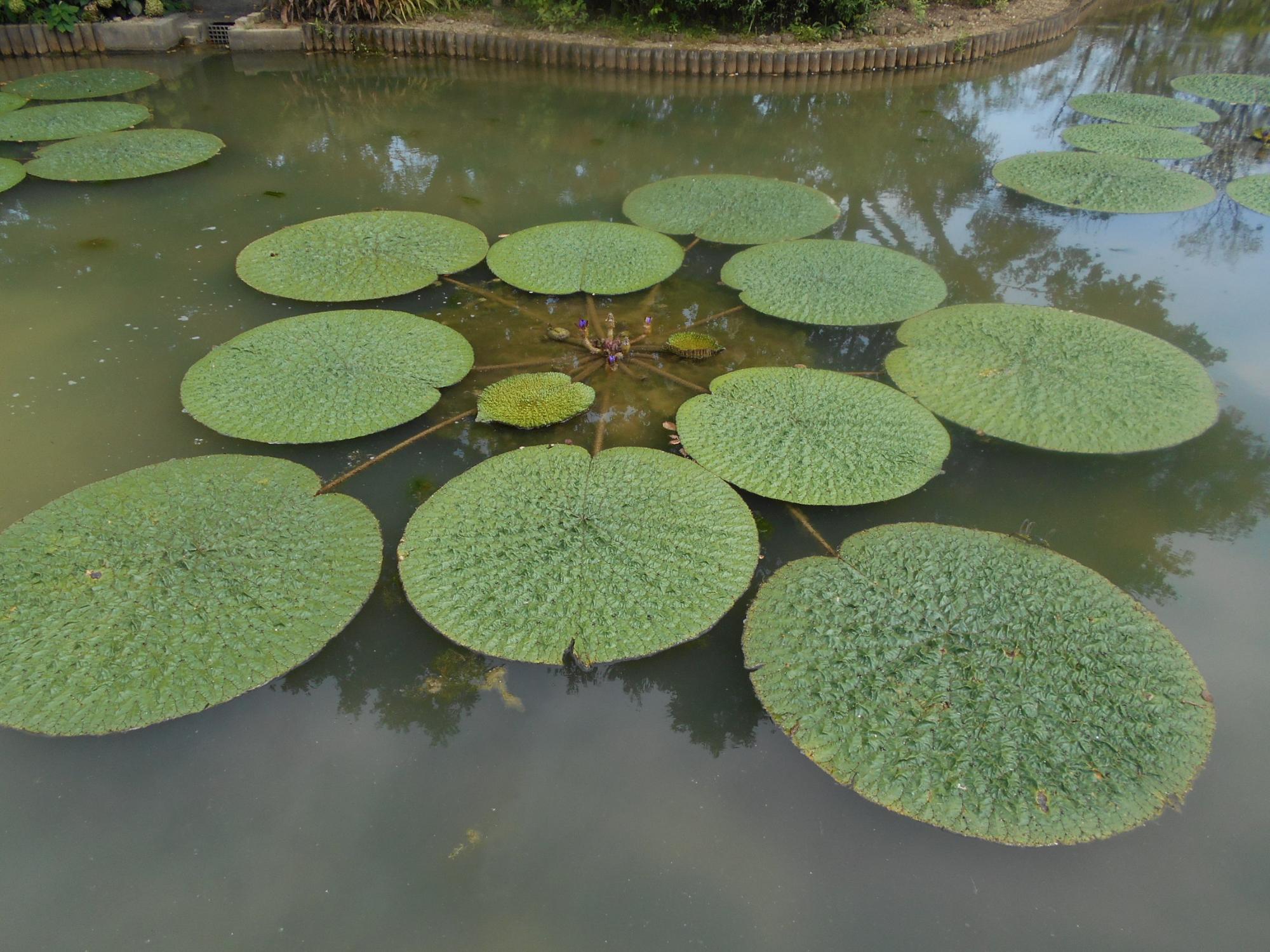 オニバス池では、オニバスが巨大な葉を水面に広げています。葉や葉柄には大きな硬く鋭いトゲが生えています。