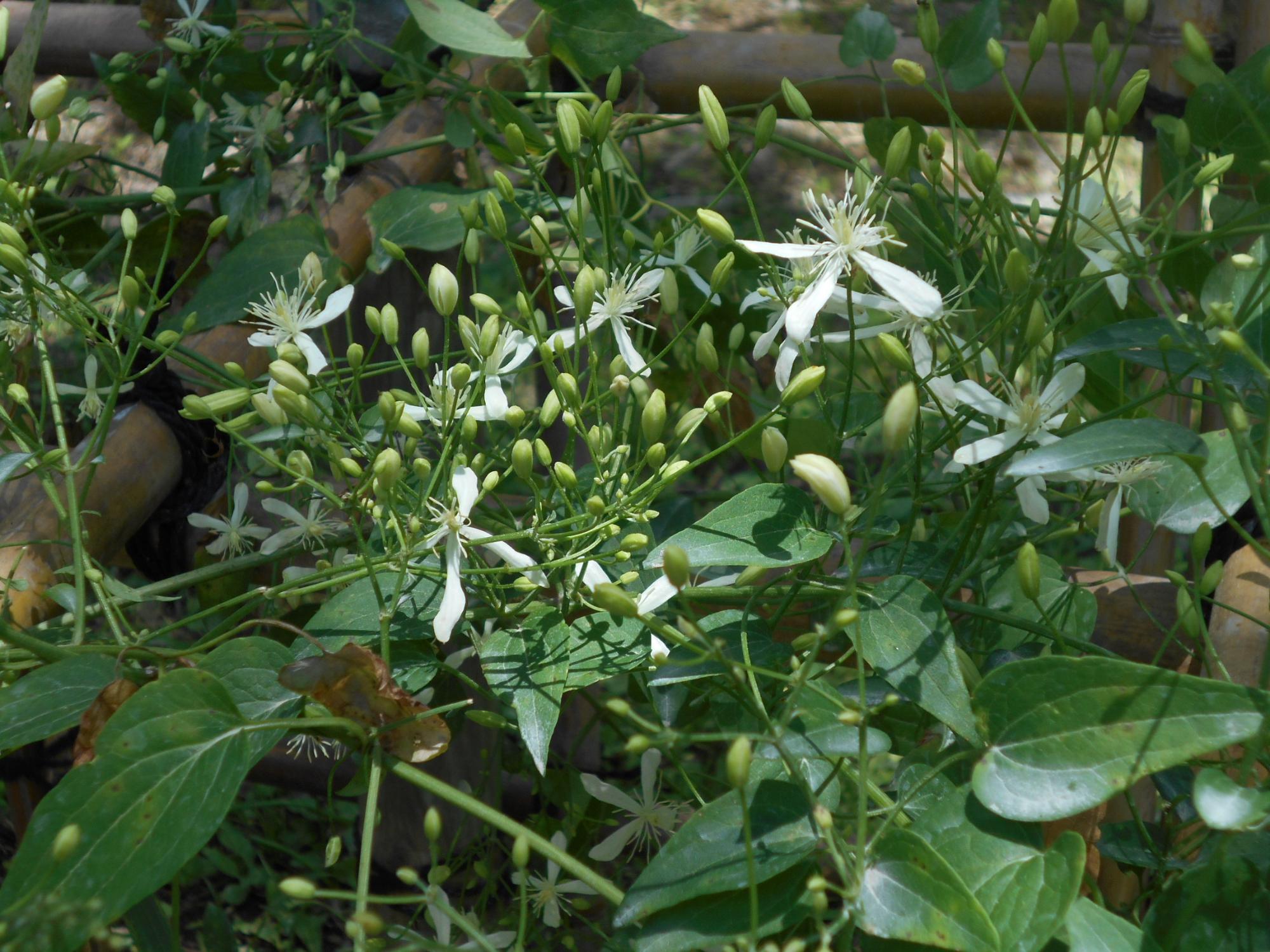 薬草園のセンニンソウです。つる性の多年草で、4枚の白く花弁のように見えるものは、がく片です。