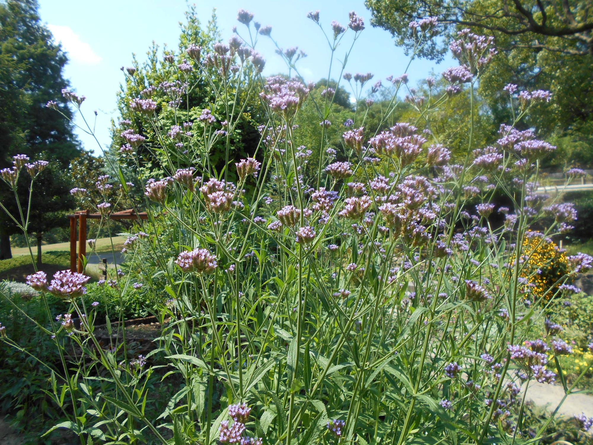 薬草園のバーベナです。草丈は、1,7メートルほどあり、耐暑性に優れ、開花期が長い花です。