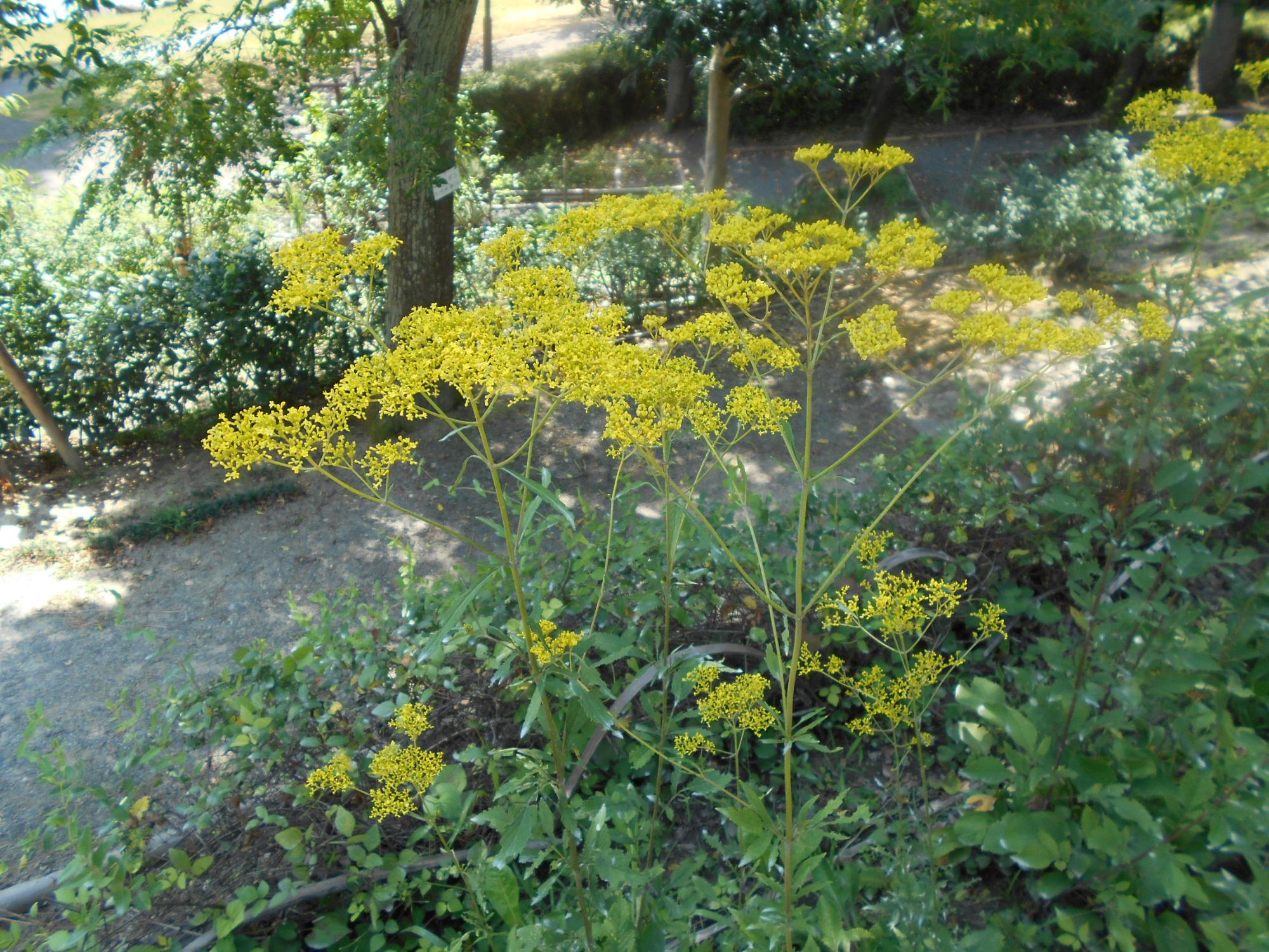 秋の七草の一つとして、古くから親しまれているオミナエシです。薬草園の中段あたりで見つけました。多数の黄色い花を咲かせます。