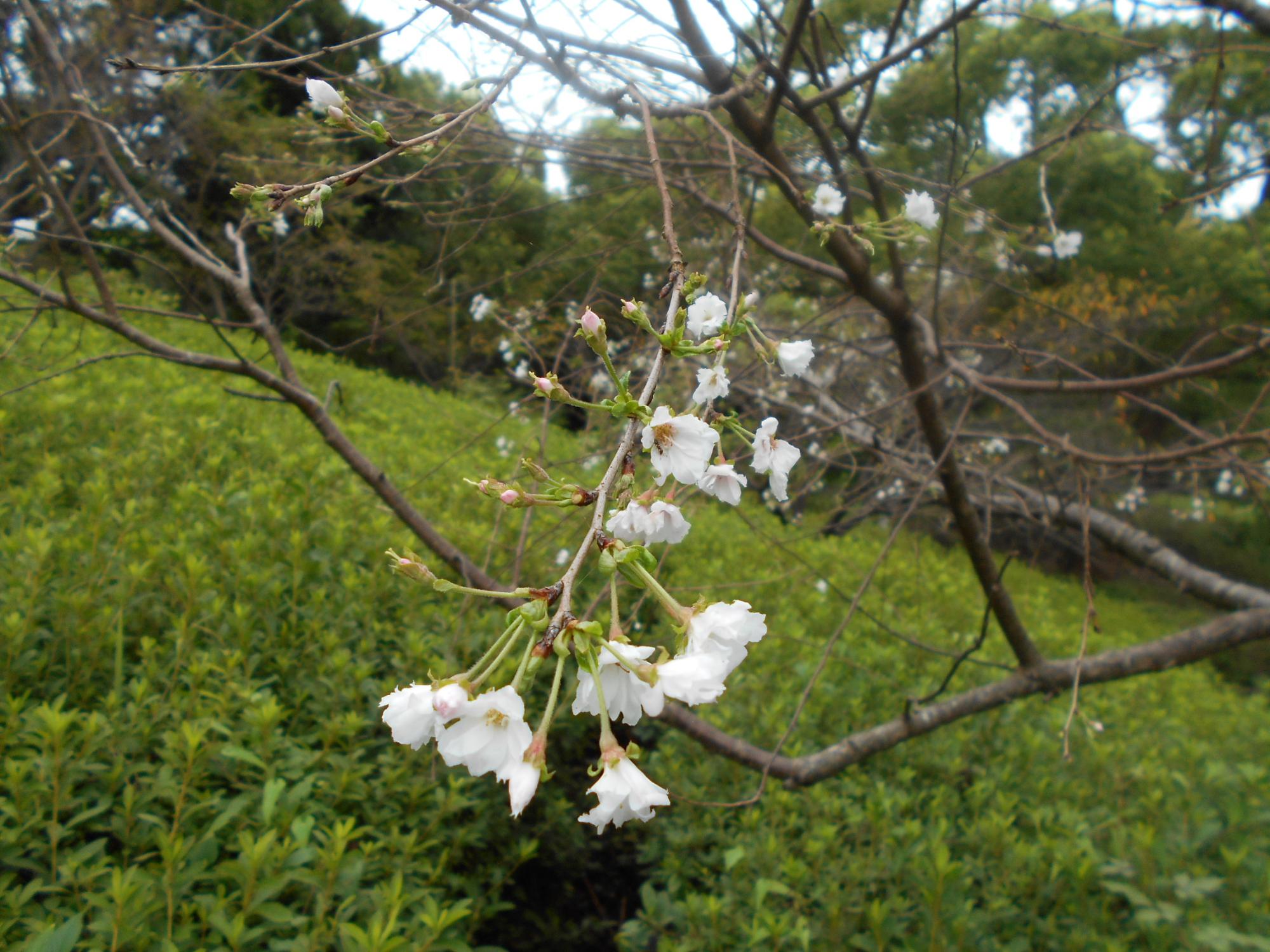 オニバス池の南側にあるフユザクラの一重の白い花が咲きました。本来、開花時期が11月～12月頃と4月の2回ですが、今年は天候不順もあって早い開花となったようです。