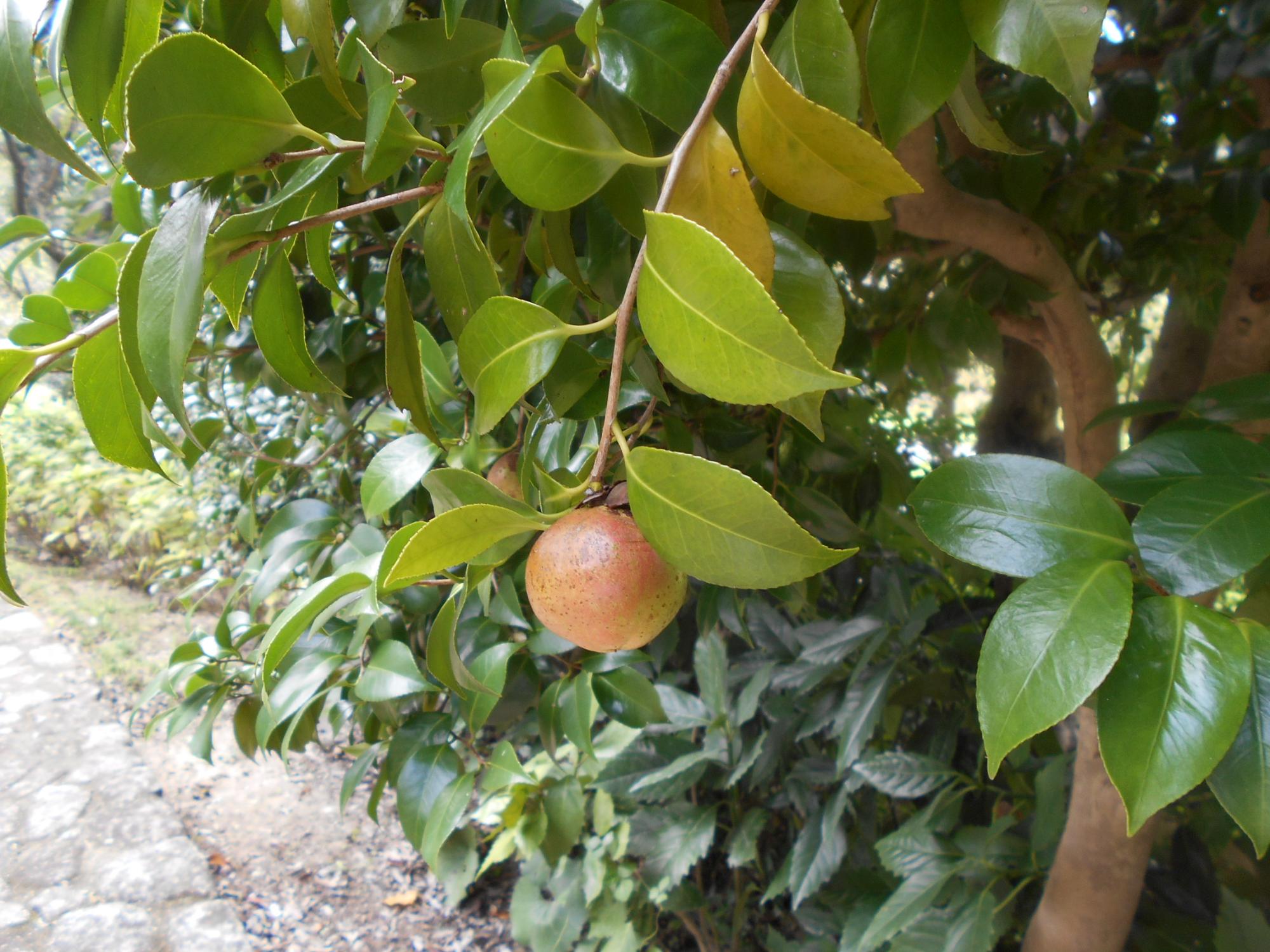 果実をつけたヤブツバキの木です。果実からツバキ油がとれることで知られています。(薬草園)