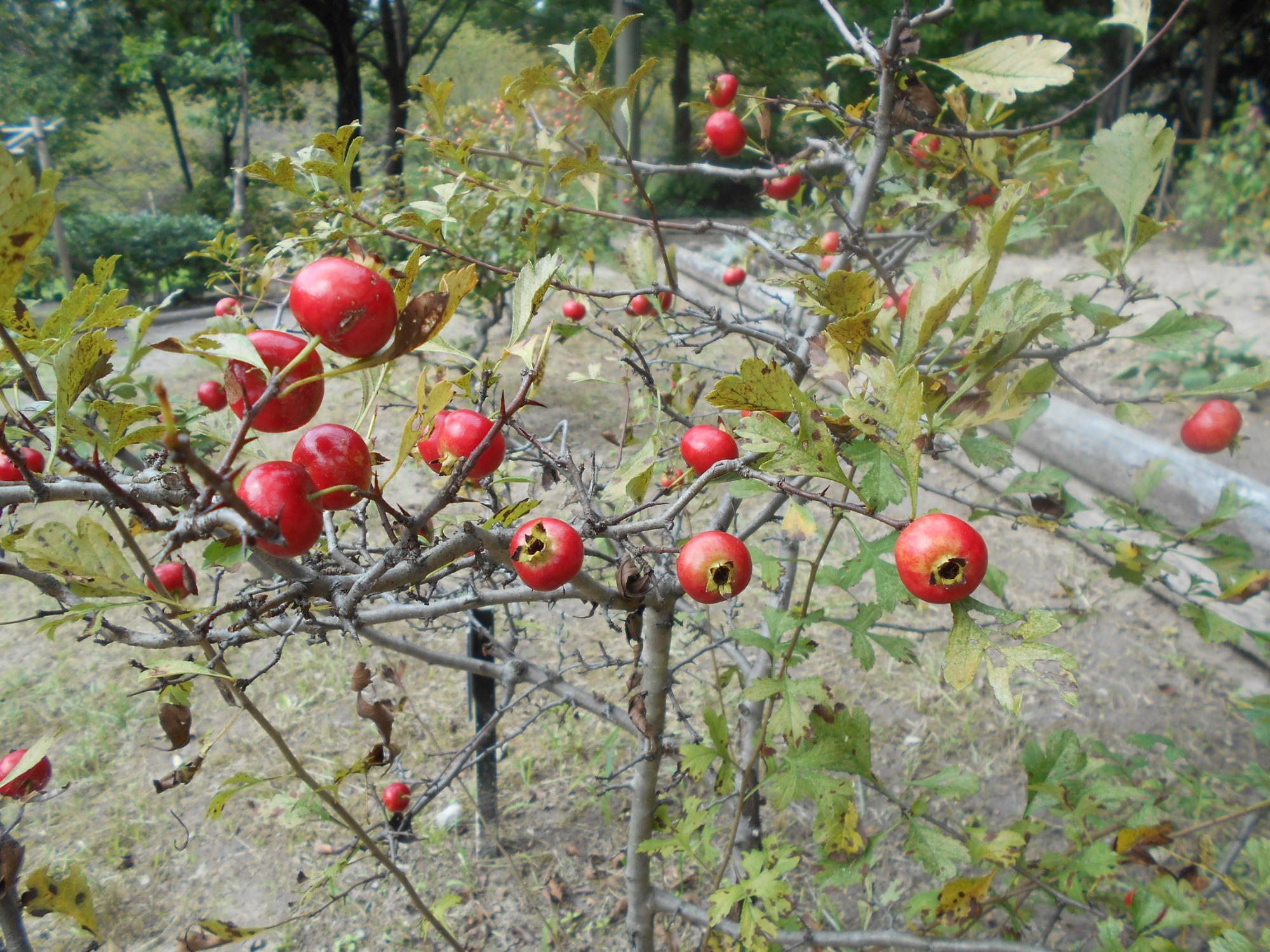 赤い実をつけたサンザシの木です。葉はこれから秋の紅葉としても楽しめます。(薬草園・東屋の前)