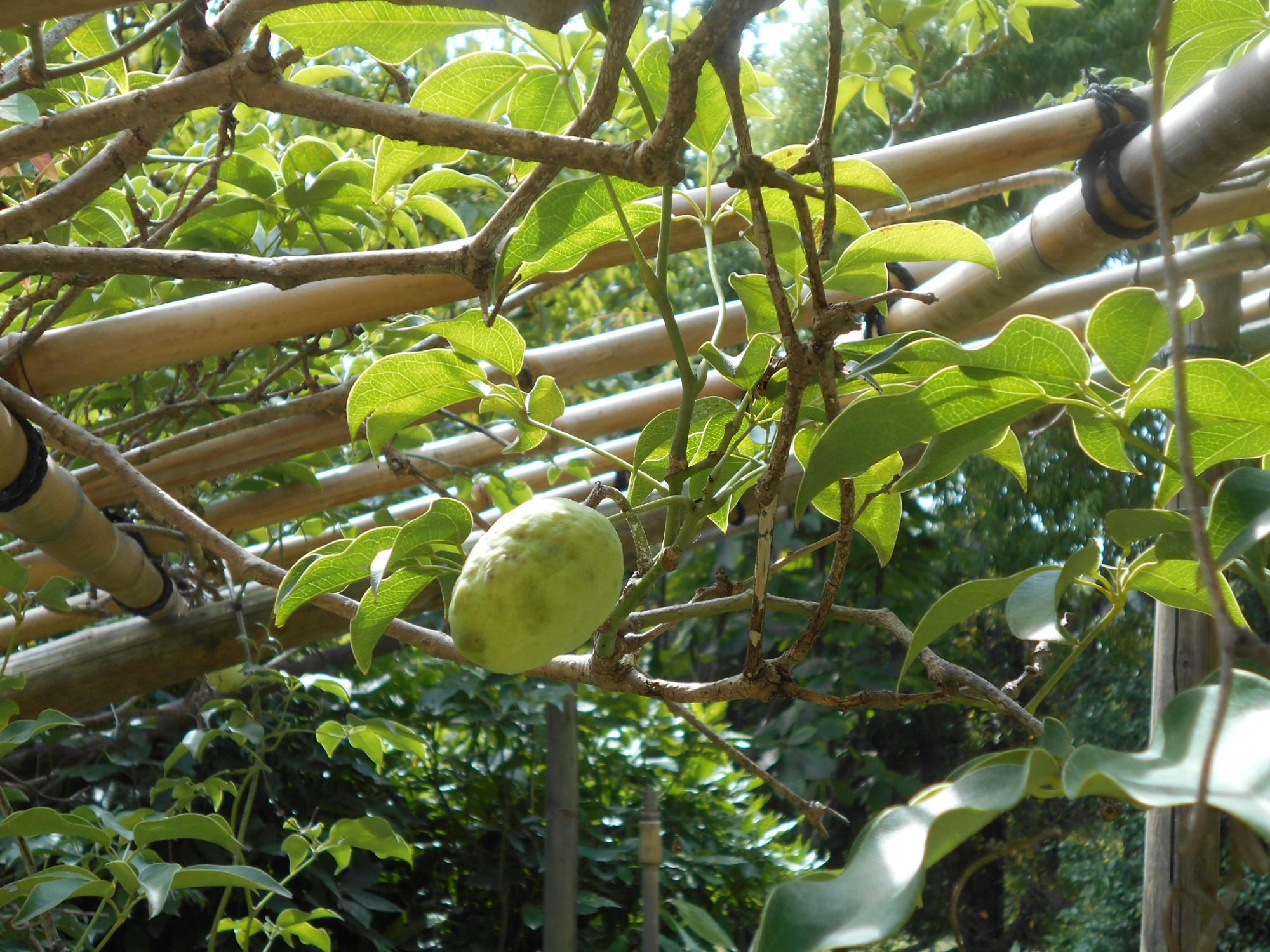 アケビ科のつる植物のムベの木です。果実は、熟しても割れない特徴があります。(薬草園・東屋横)