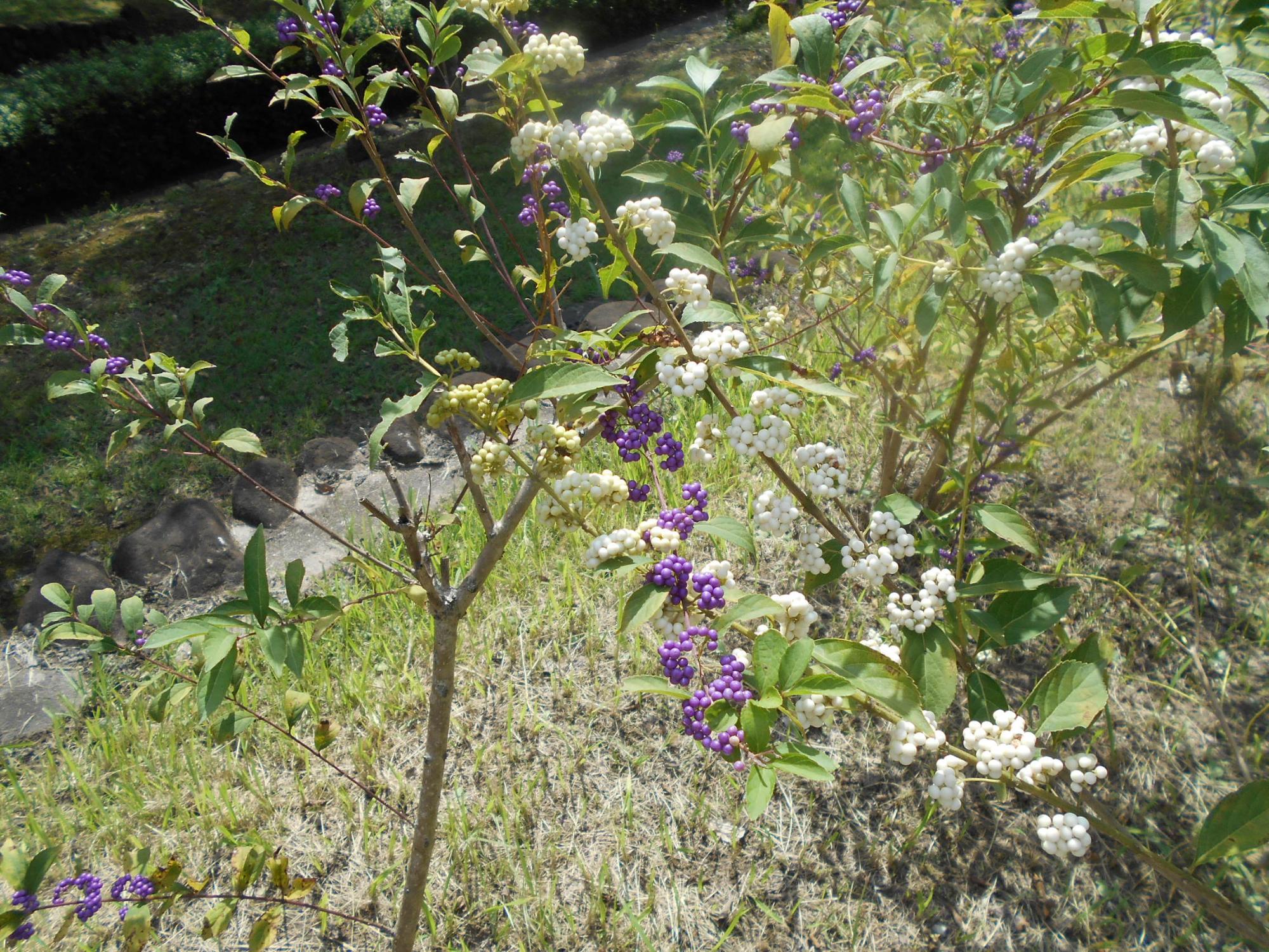赤紫色の小さな果実をつけたムラサキシキブの木です。果実の白い品種は、シロシキブの木です。(休憩小屋から北の沿道沿い)