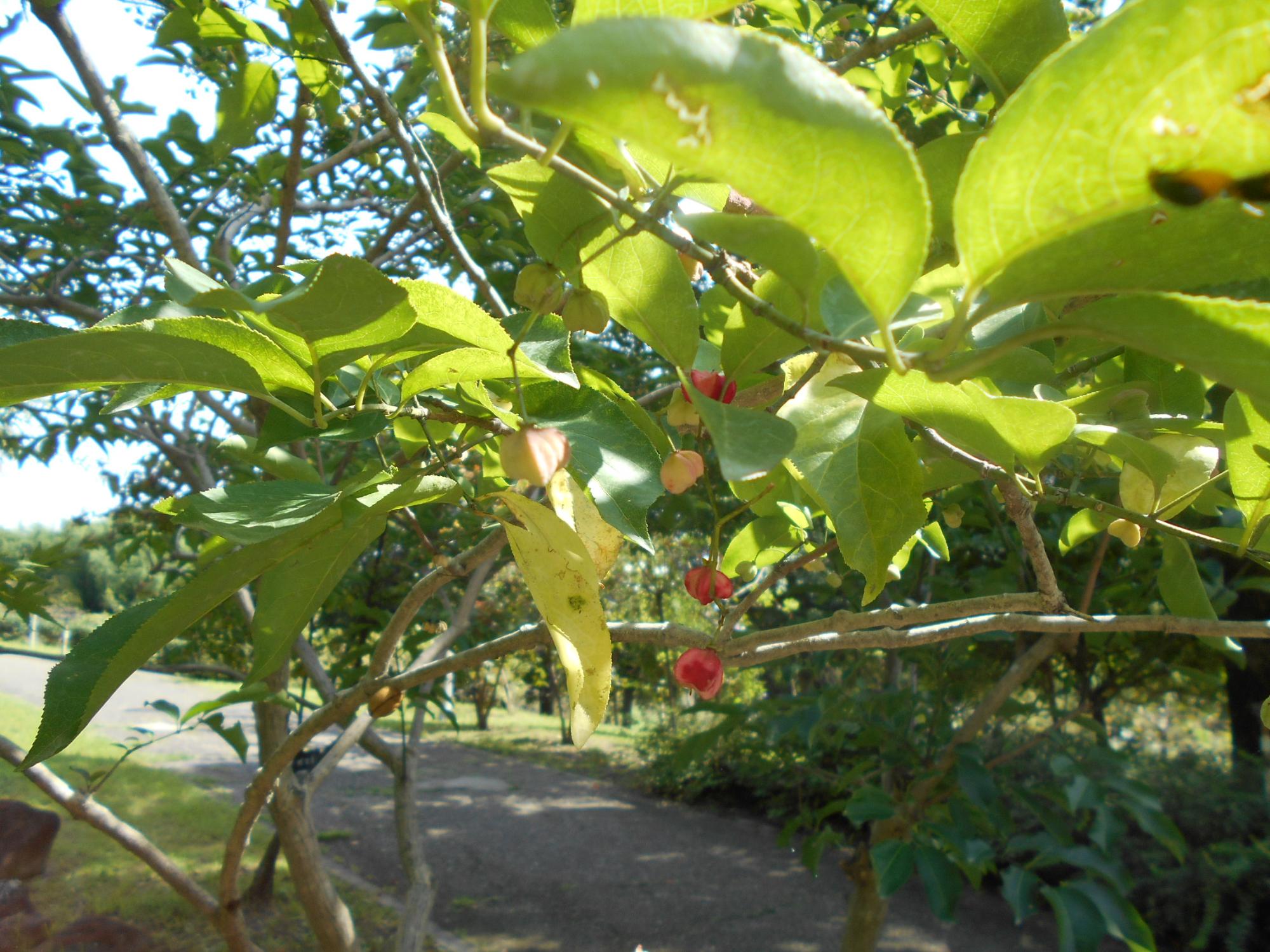 朱色がかった赤色の四角い果実をつけたマユミの木です。(休憩小屋の北の沿道沿い)