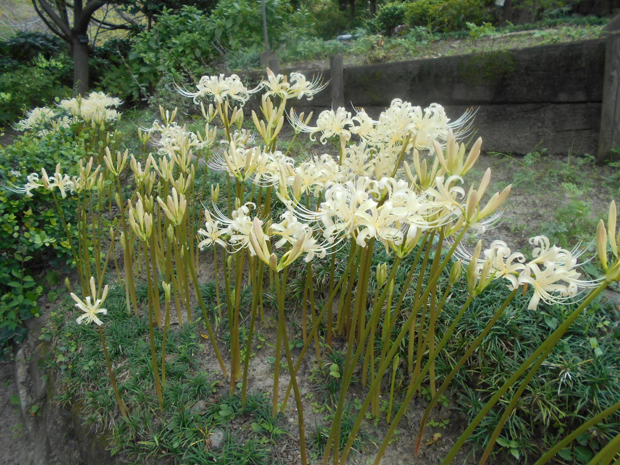 薬草園やオニバス池では、白花ヒガンバナが咲いています。ヒガンバナという名は、秋のお彼岸の頃に咲く花ということから名づけられました。