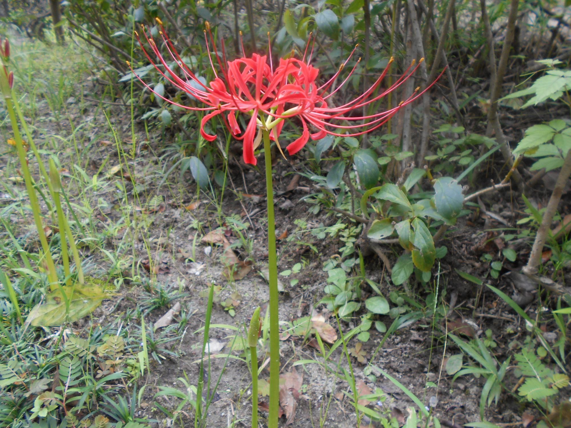 赤い花のヒガンバナです。赤い花の方が一般的です。薬草園では、赤と白の両方のヒガンバナが見られますよ。