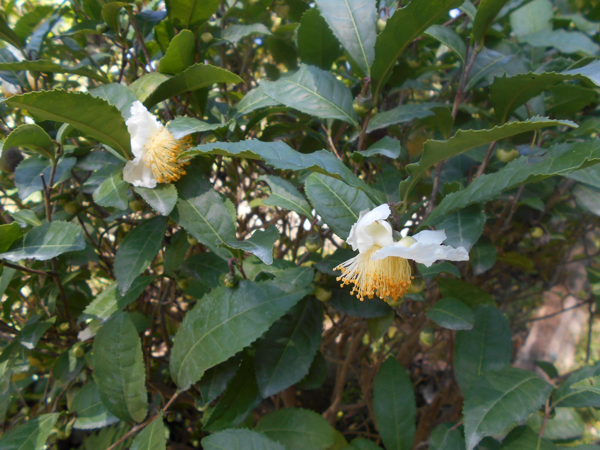 こちらは、薬草園の中段あたりにある、チャノキ(茶の木)の花です。短い柄でぶら下がるように、白い下向きの花を咲かせます。