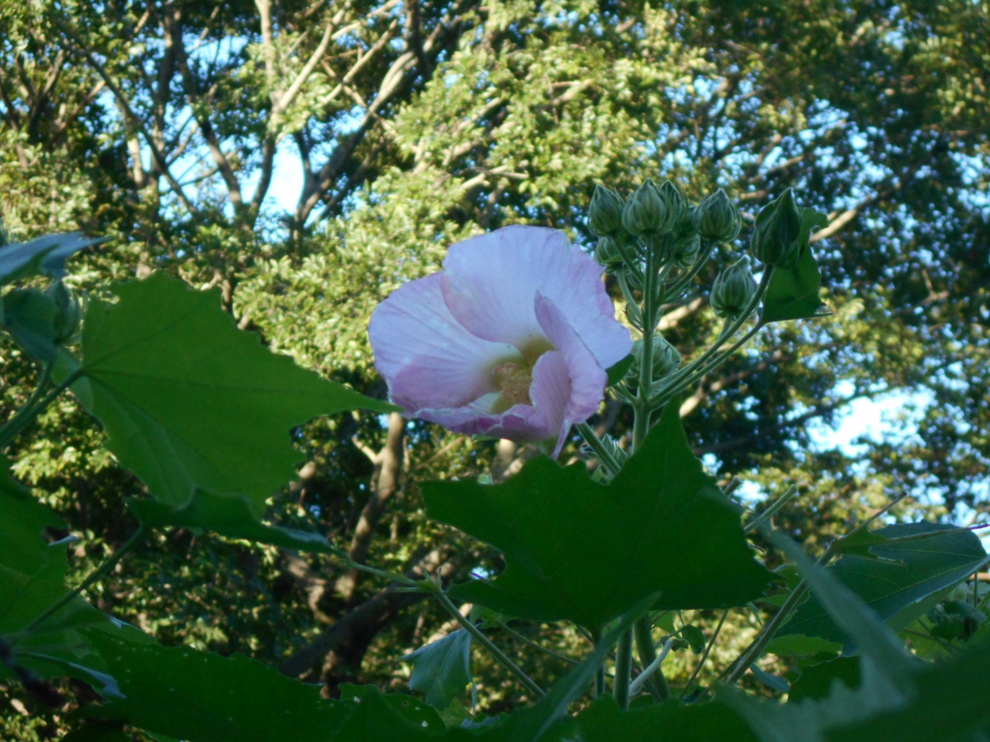 スイフヨウの花。午後4時頃の撮影時には、薄いピンク色に変化していました。