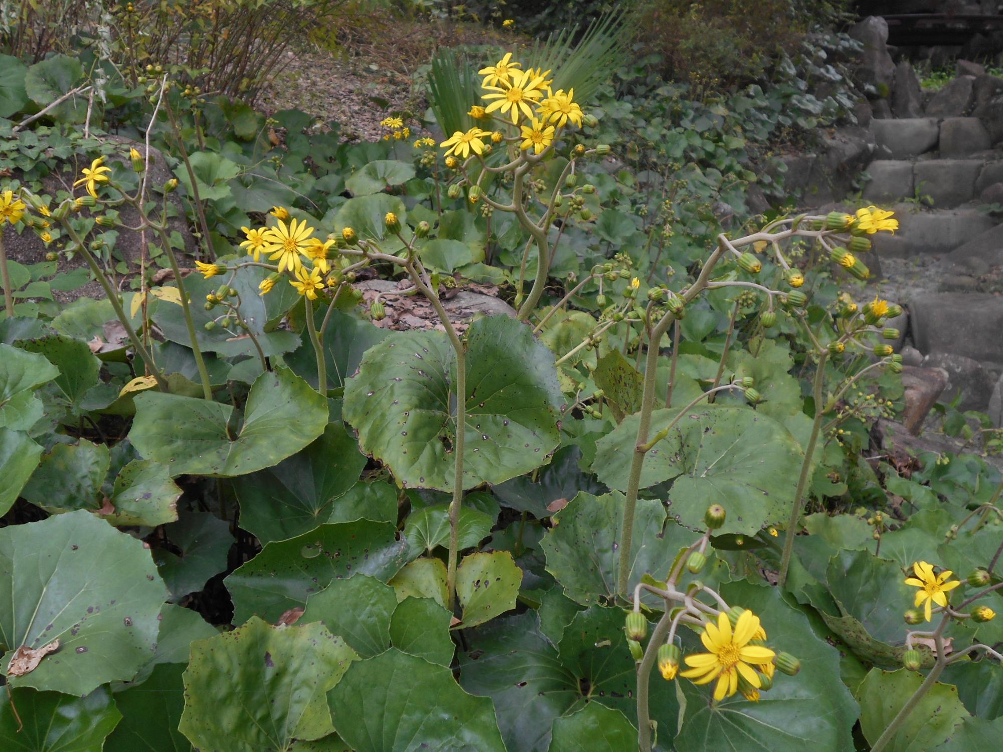 オニバス池近くのせせらぎでは、ツワブキ(キク科)の黄色い花が見られます。