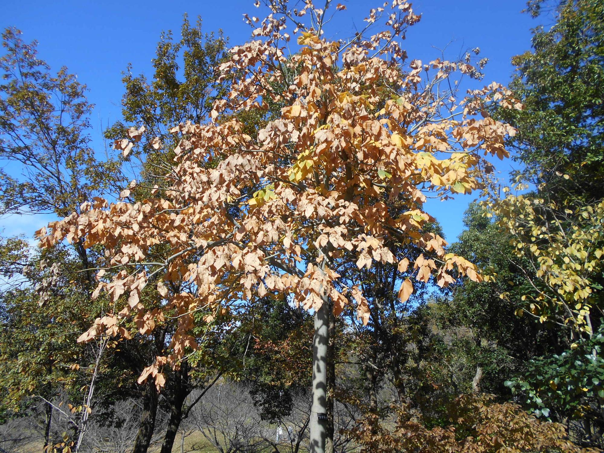 薬草園の東屋付近のアオギリの木です。大人の手のひらより大きな葉が落葉します。