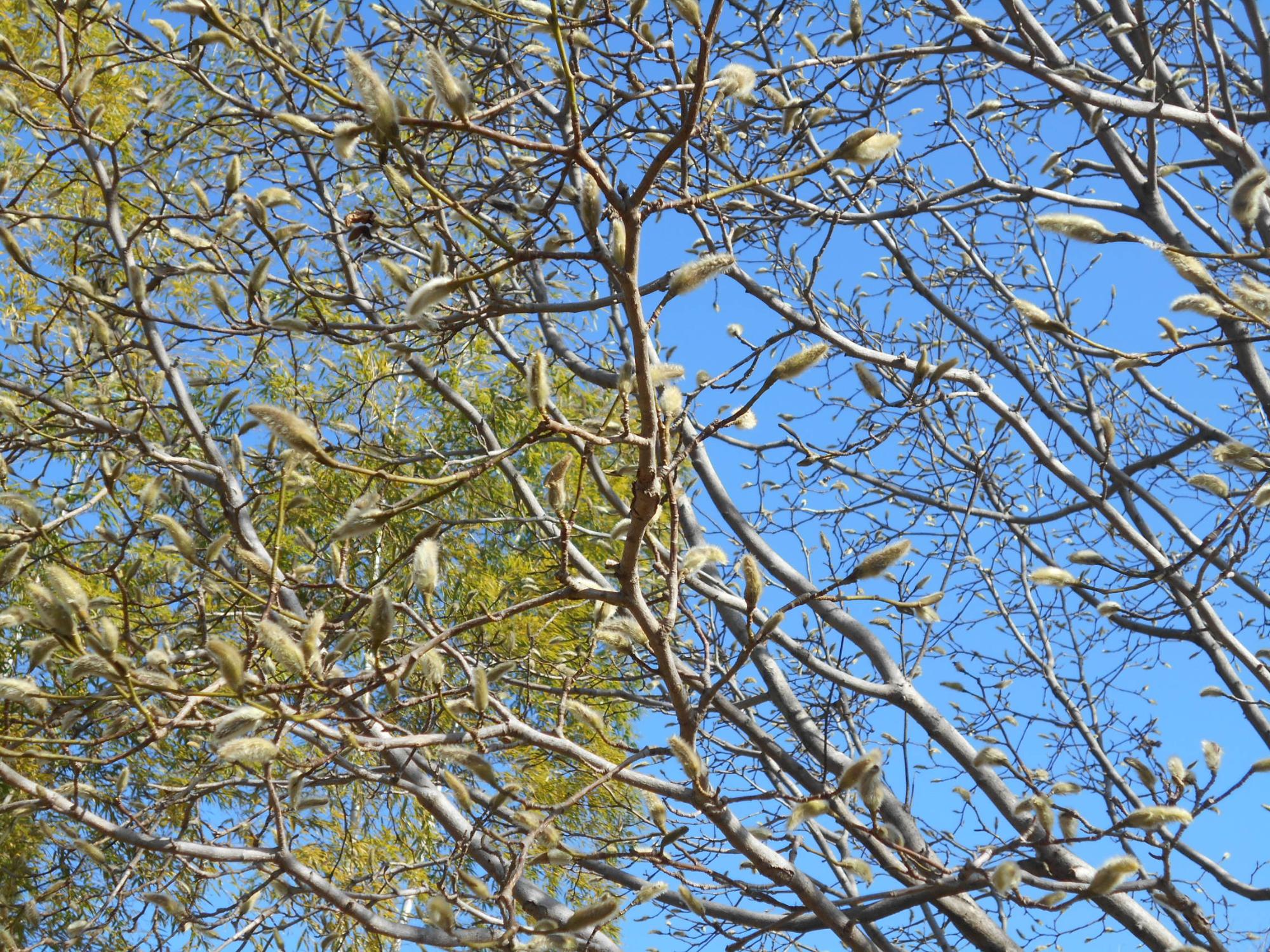 園内のコブシの木の冬芽です。これも冬の景色の一つですね。