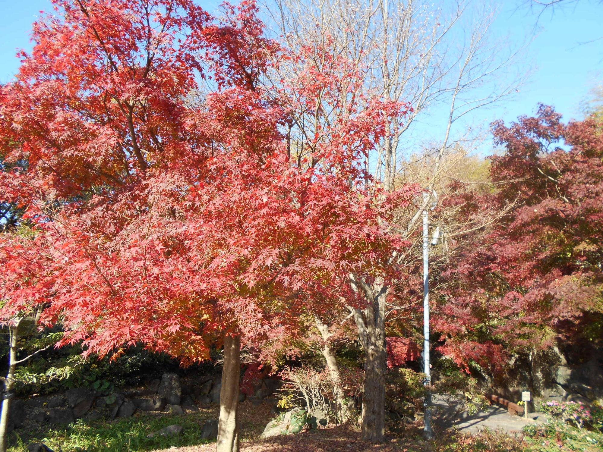 休憩小屋の北の沿道沿いのイロハモミジの色付きです。公園には、多くの方が紅葉を見に来られています。