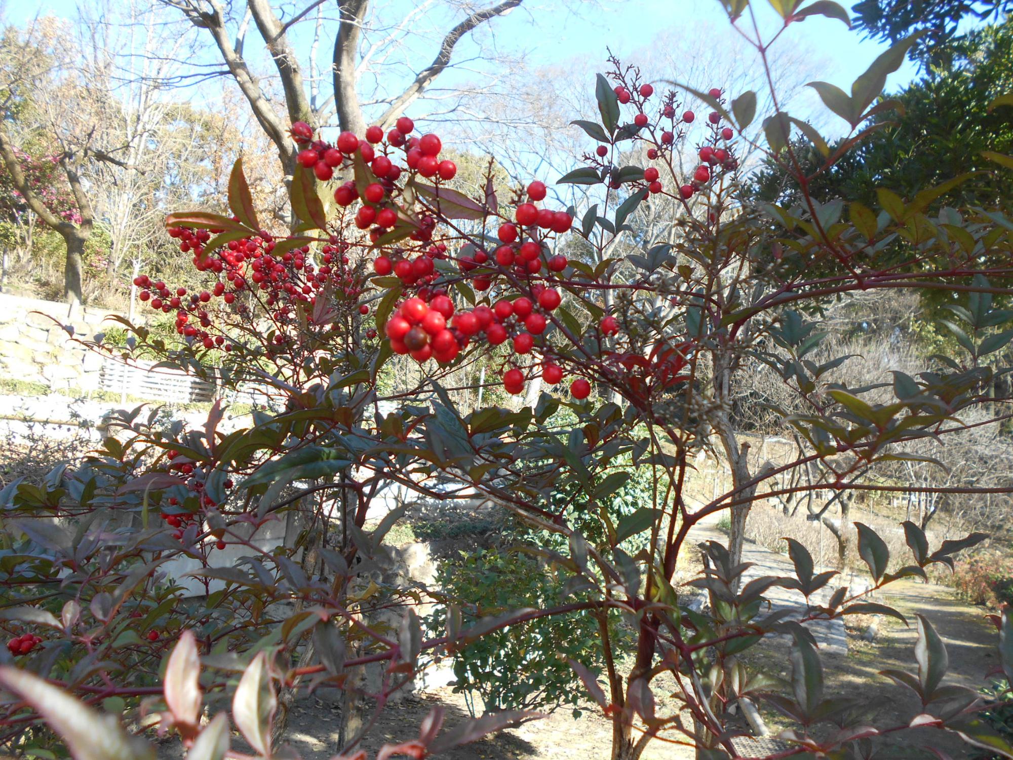 薬草園では、ナンテンの木の赤色の実が鮮やかです。音が『難を転ずる」に通じることから縁起の良い木とされています。
