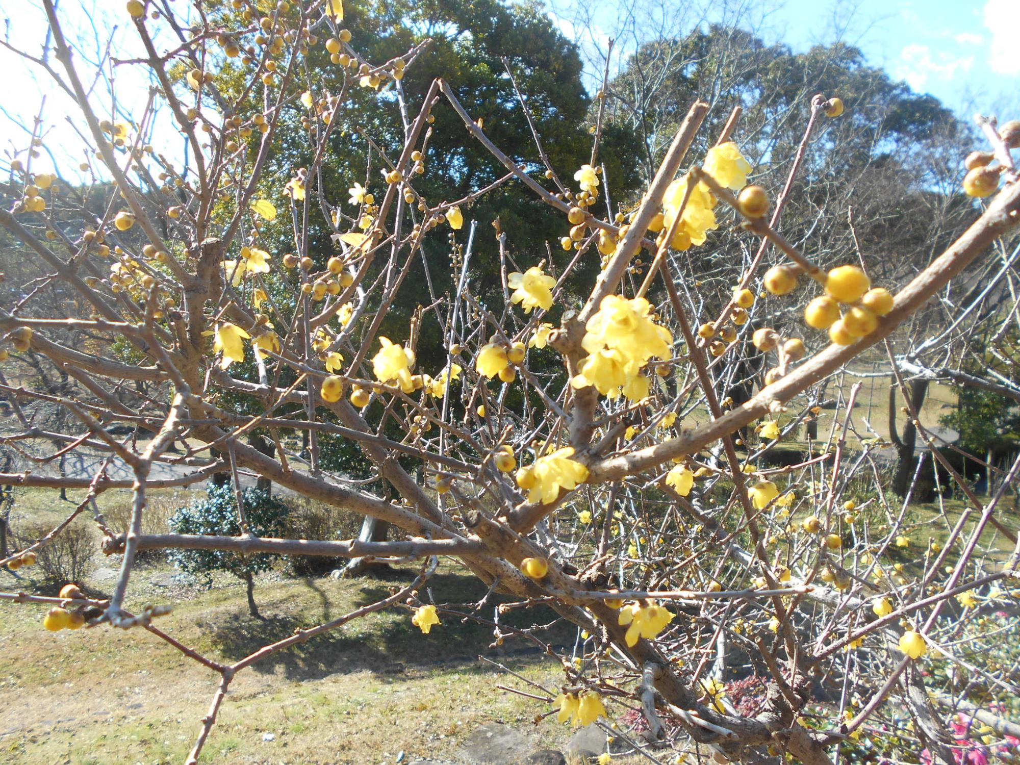 休憩小屋付近の沿道では、ロウバイの黄色い花がきれいです。甘い良い香りのする花です。