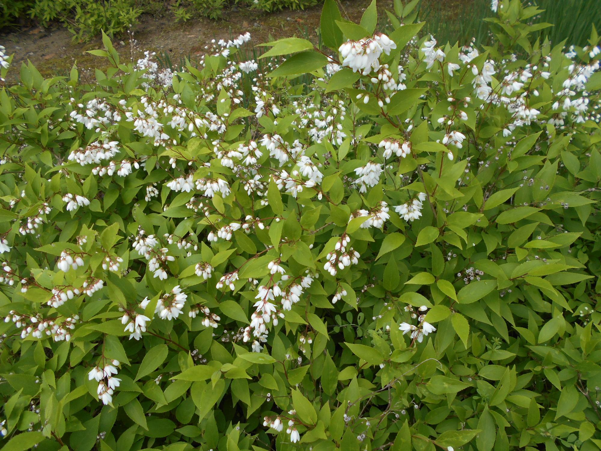 ウノハナは東浦町の花です。公園内では、下蛭藻池やオニバス池周辺などいろいろなところで見られます。