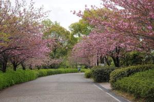 沿道の八重桜