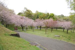 桜見の丘