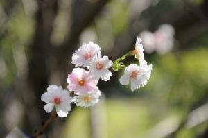 冬桜1