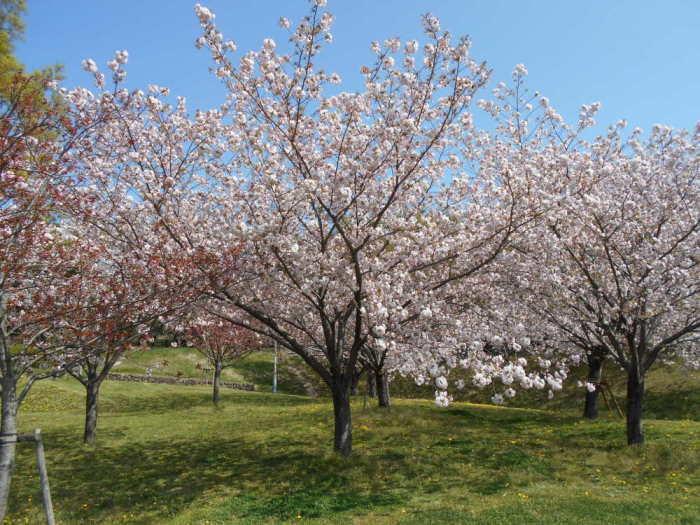桜見の丘八重桜
