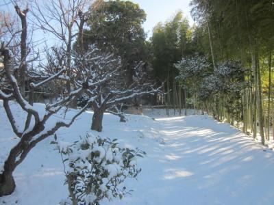 竹林の雪模様の様子