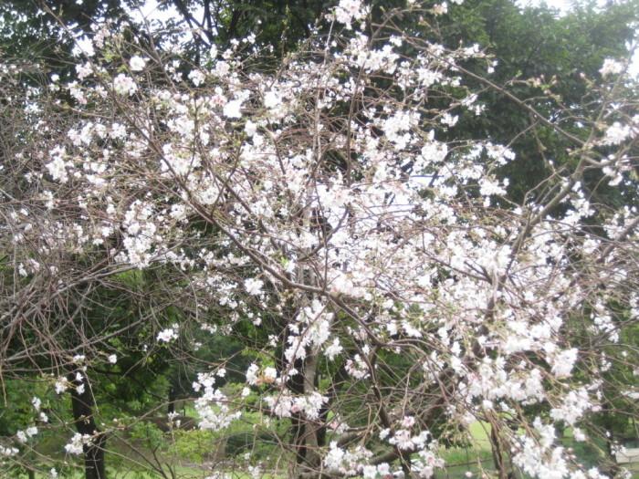 四季咲きの桜