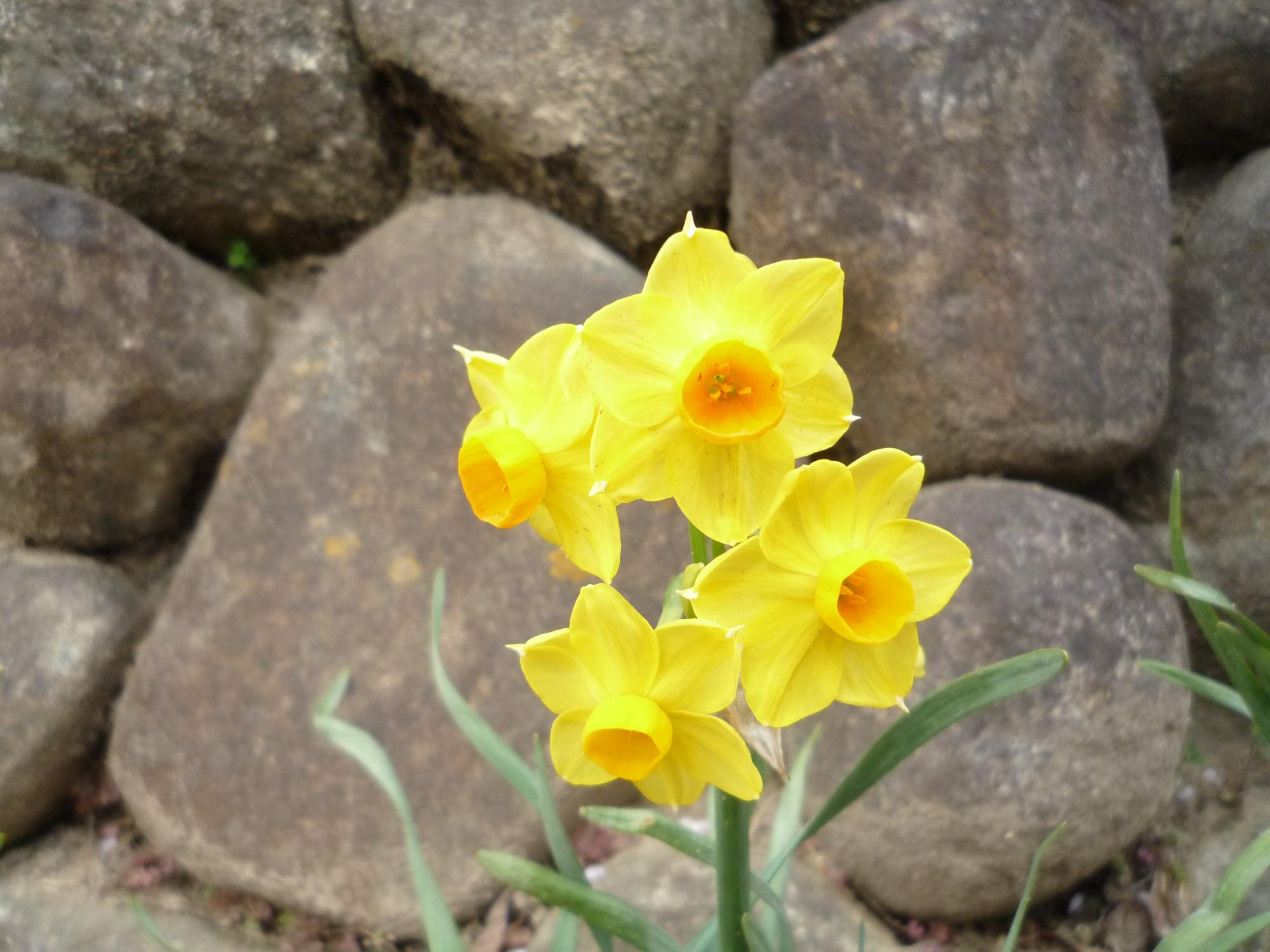 水仙の花黄色