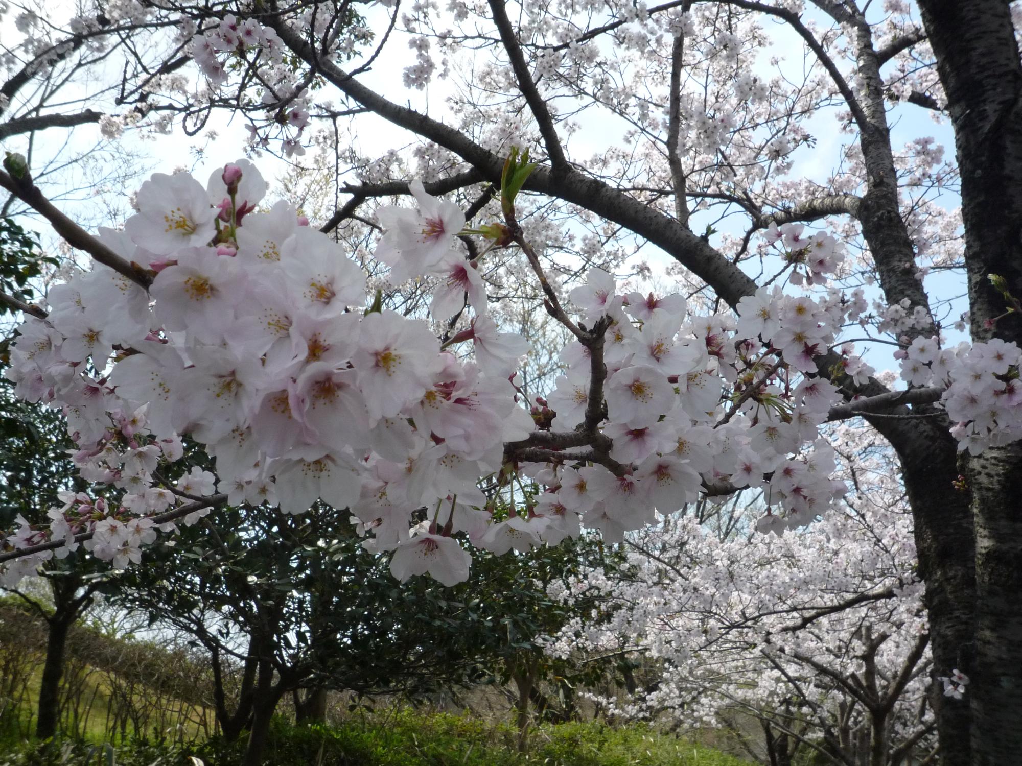 桜の代表種といわれているソメイヨシノ。新型コロナウイルスの各線拡大防止から公園内の施設利用も制限を受けていますが、きれいに咲いた桜の花を見ると気持ちが明るくなりますね。