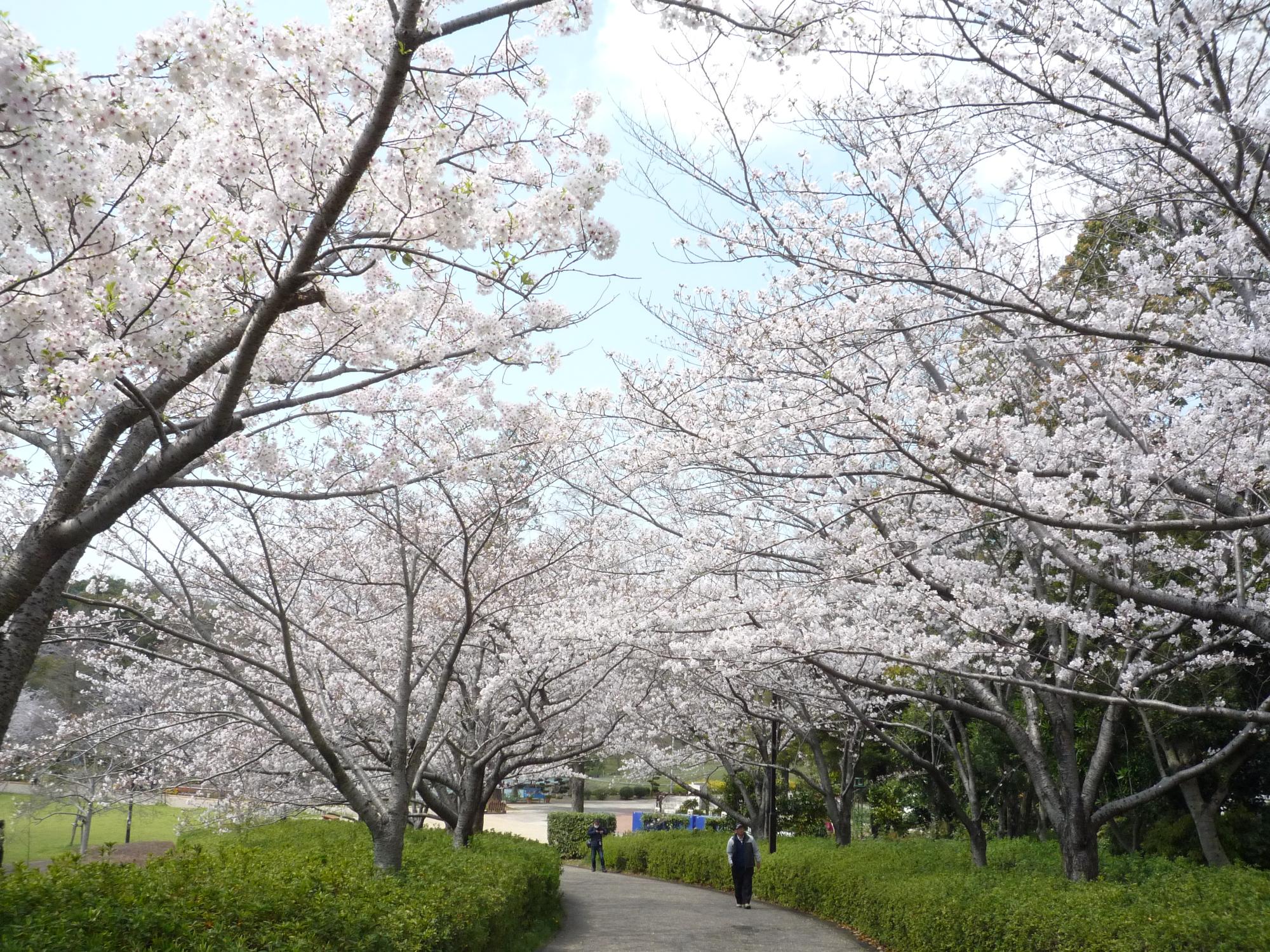 満開のソメイヨシノ。東出入り口から園内に入る沿道には、桜のトンネルができています。