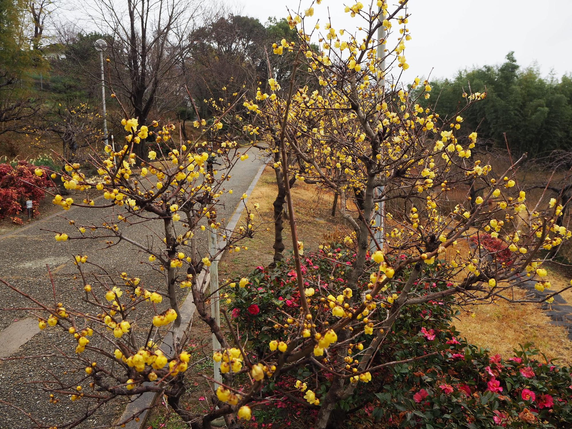 待合小屋前の沿道沿いに咲くロウバイの花がきれいです。マスク越しでも甘い香りがわかります。