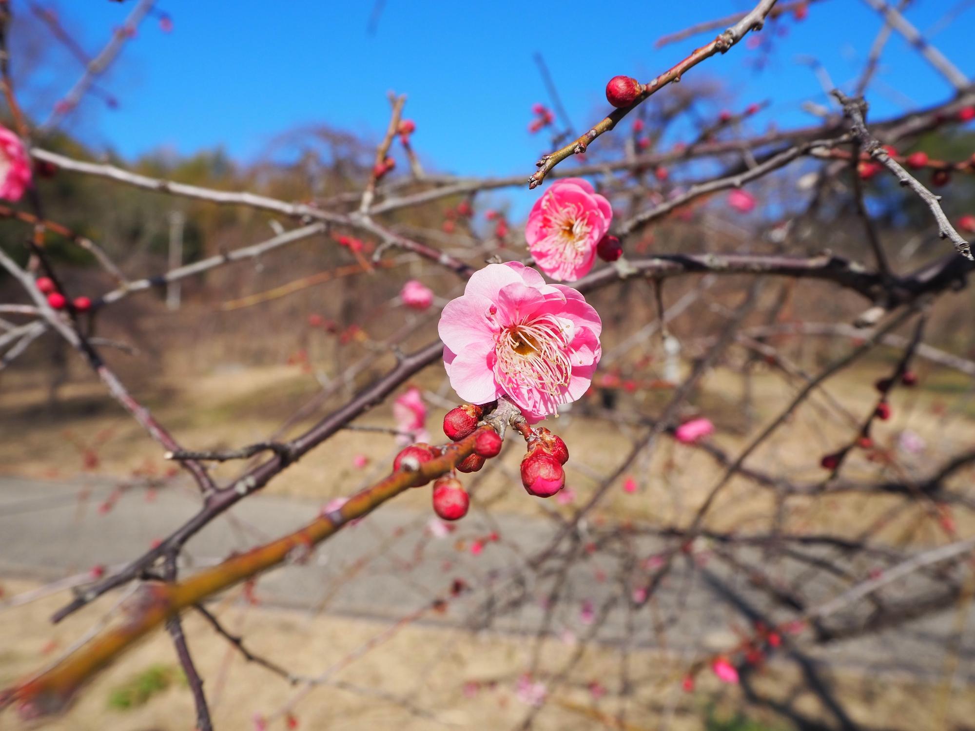 梅見の丘のシダレウメ、紅梅で何本かの木では数輪の花が咲いている状況です。