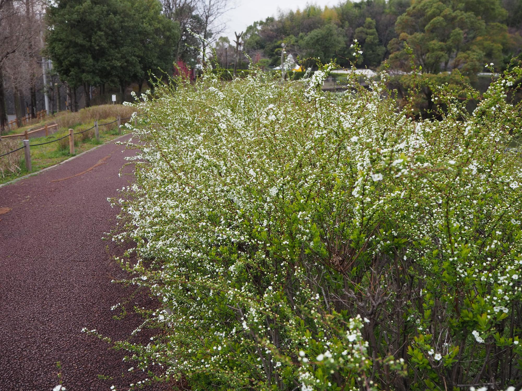 公園内の各所で、ユキヤナギの花が見られます。(写真は、下蛭藻池沿いの沿道)