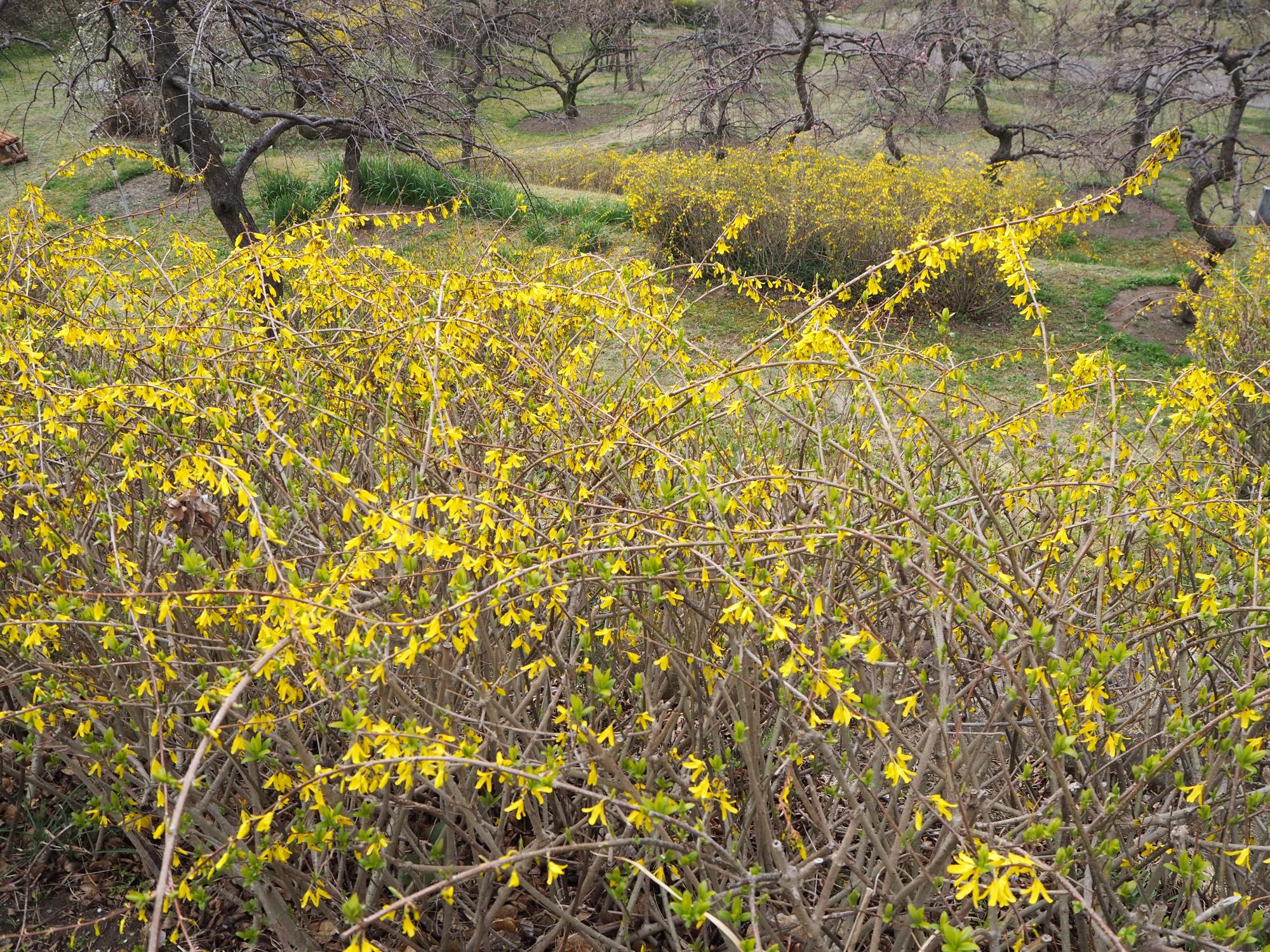 こちらも公園内の各所で見られるレンギョウの黄色い花です。(写真は、梅見の丘付近)