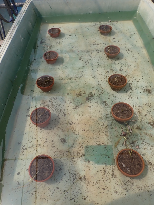 オニバスの苗を植えた鉢の写真