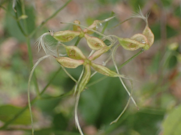 仙人草の種子の写真