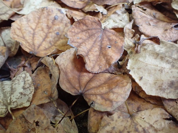 カツラの落ち葉の写真